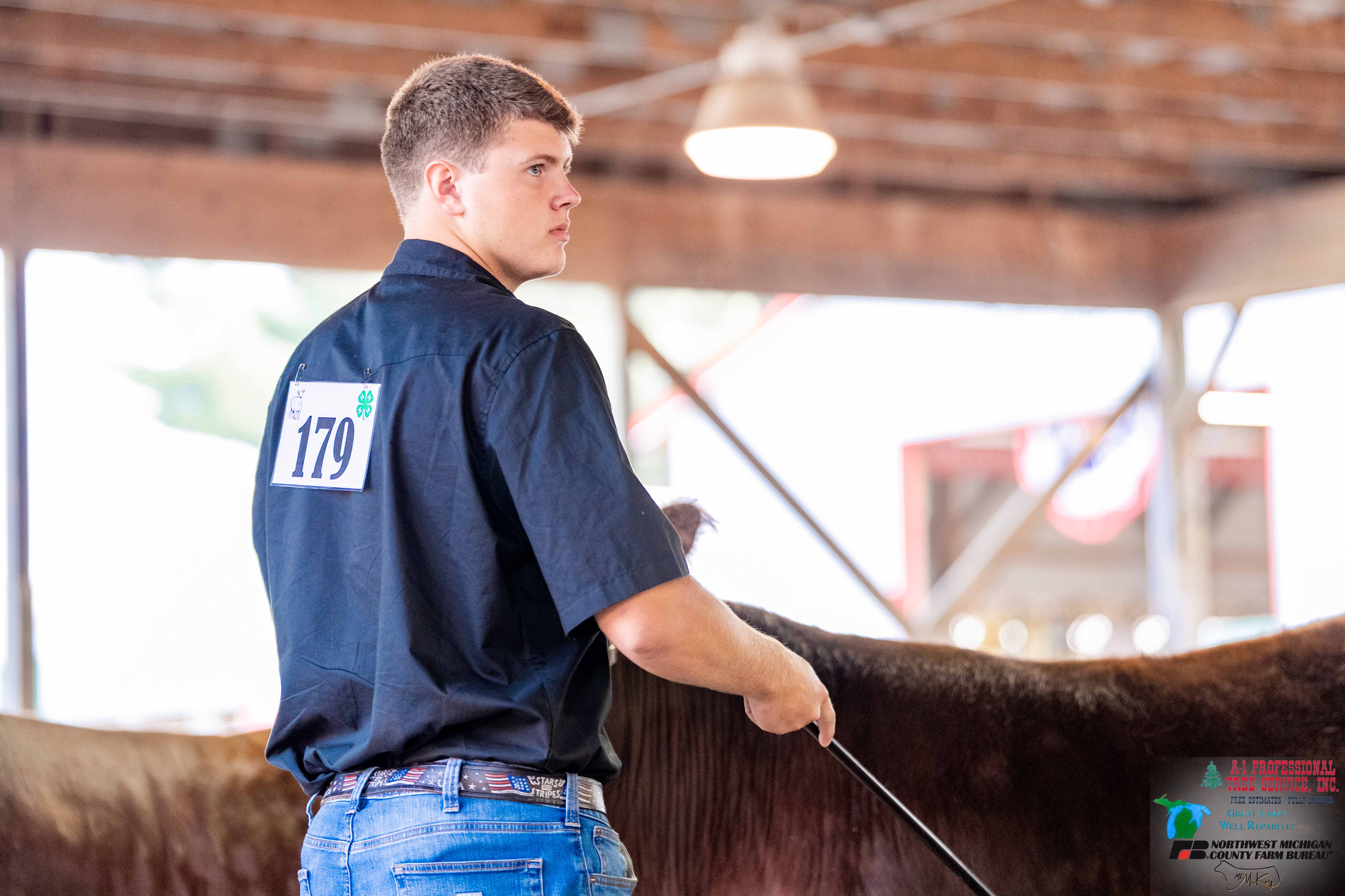 A young man leading a steer.